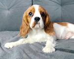 Собаки в Санкт-Петербурге: Красивый мальчик кавалер Кинг Чарльз спаниель Мальчик, 70 000 руб. - фото 1