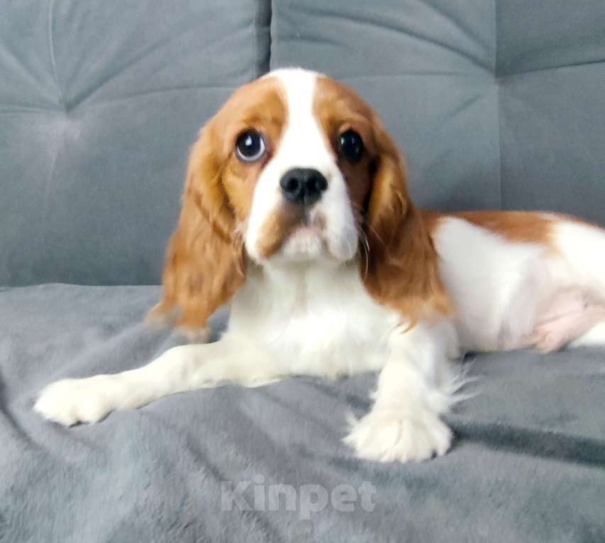 Собаки в Санкт-Петербурге: Красивый мальчик кавалер Кинг Чарльз спаниель Мальчик, 70 000 руб. - фото 1