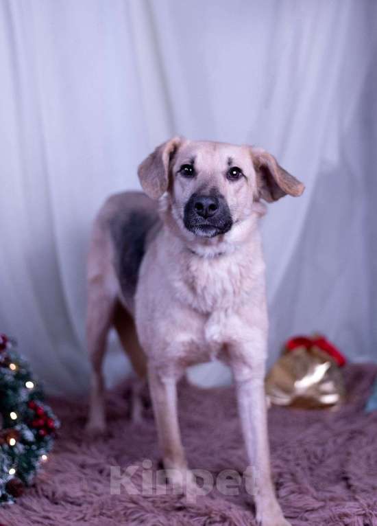 Собаки в других городах Московской области: Мальчик Бруно Мальчик, Бесплатно - фото 6