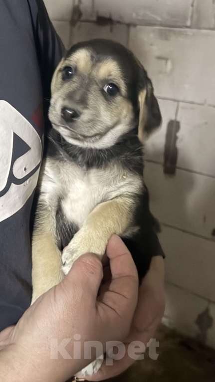 Собаки в Симферополе: Малышка ищет свою семью Девочка, 100 руб. - фото 1