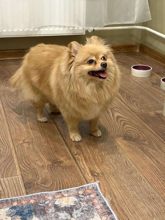 Собаки в Санкт-Петербурге: Померанский шпиц Мальчик, Бесплатно - фото 2