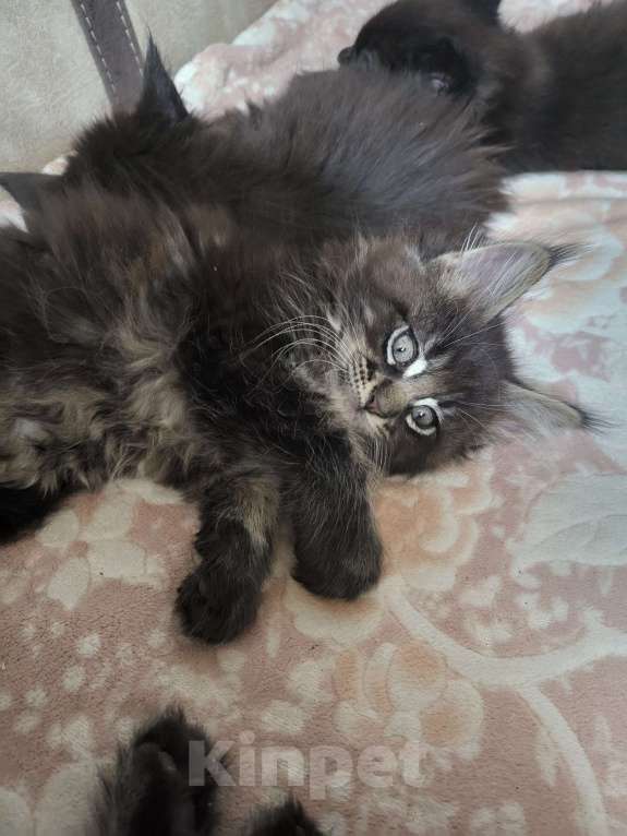 Кошки в Москве: Мейнкун Мальчик, 25 000 руб. - фото 3