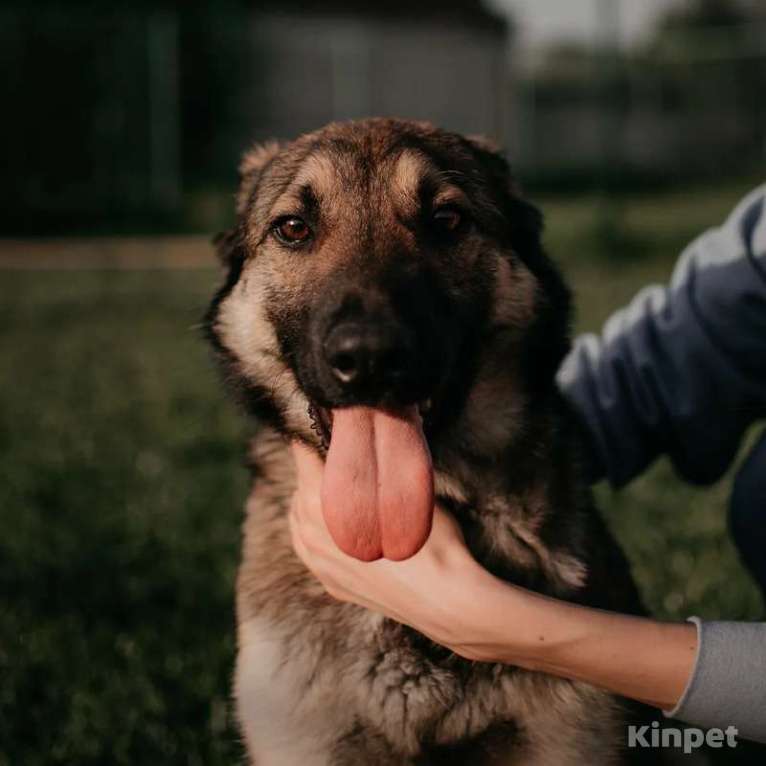 Собаки в Москве: Очаровательный мальчик Техас ищет свою семью! Мальчик, Бесплатно - фото 1