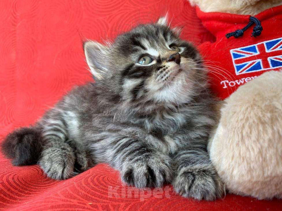 Кошки в Краснодаре: Котик лесного окраса Мальчик, 35 000 руб. - фото 3