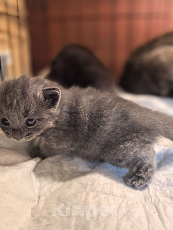 Кошки в Санкт-Петербурге: Котёнок Ариэль ищет дом Девочка, Бесплатно - фото 4