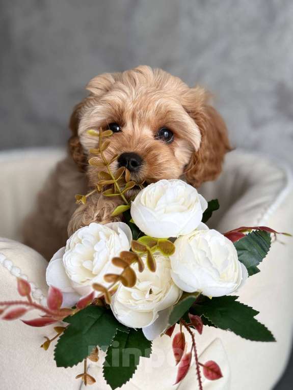 Собаки в Москве: Кавапу щенок Девочка, Бесплатно - фото 3