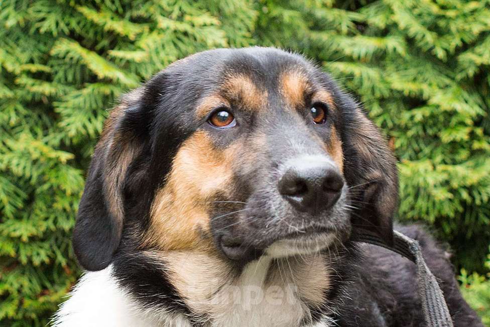 Собаки в Москве: Хаммеру плохо без человека Мальчик, Бесплатно - фото 2