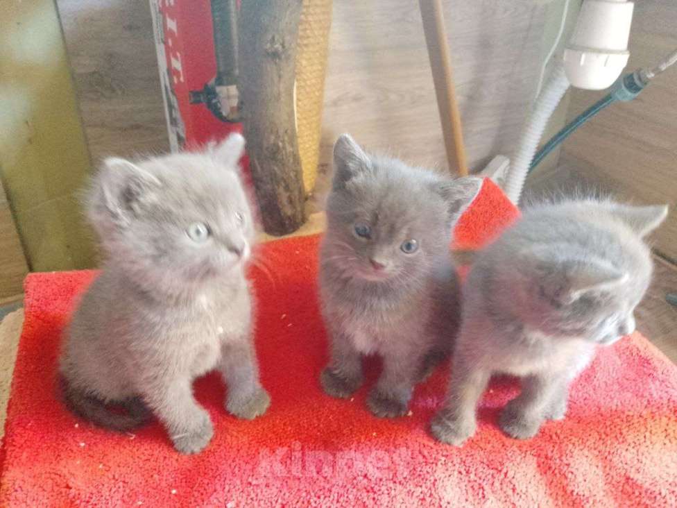 Кошки в Новомосковске: Котята в добрые руки Девочка, 100 руб. - фото 3