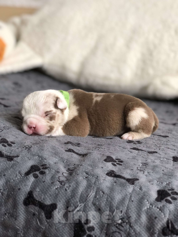 Собаки в Волгограде: Американский булли мальчик покет Мальчик, 50 000 руб. - фото 3