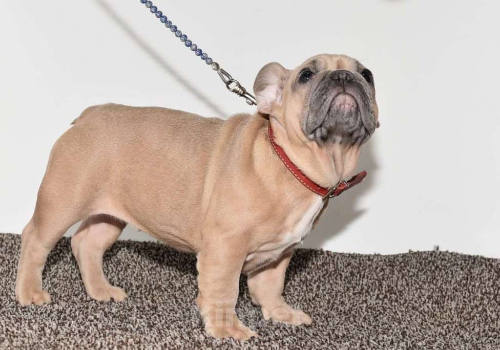 Собаки в Москве: Девочка Зимушка Девочка, 55 000 руб. - фото 2