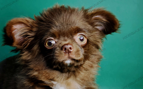 Шоколадный мальчик