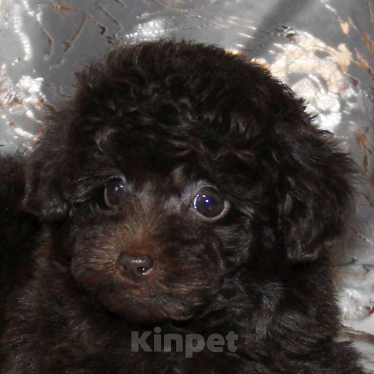 Собаки в Санкт-Петербурге: Той-пудель щенок девочка.СПб Девочка, 80 000 руб. - фото 6