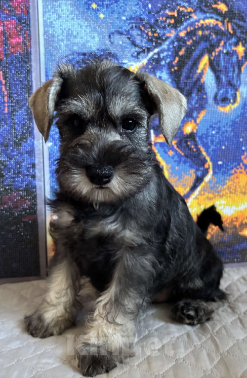 Собаки в Таганроге: Пенни Девочка, 45 000 руб. - фото 2