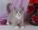 Кошки в Санкт-Петербурге: Британский котик окраса лиловый биколор Мальчик, 40 000 руб. - фото 2