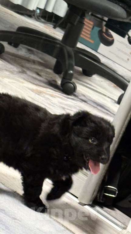 Собаки в Челябинске: Щенки в добрые руки Девочка, Бесплатно - фото 1