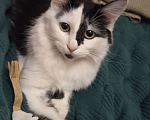 Кошки в Казани: Марта Девочка, Бесплатно - фото 2