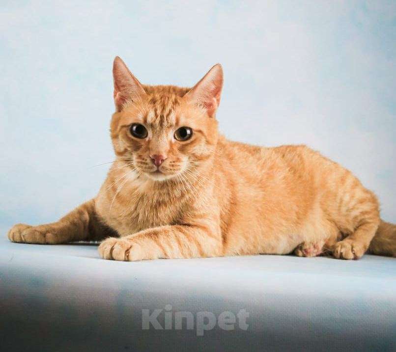 Кошки в Москве: Рыжий котик Симба в добрые руки Мальчик, Бесплатно - фото 3