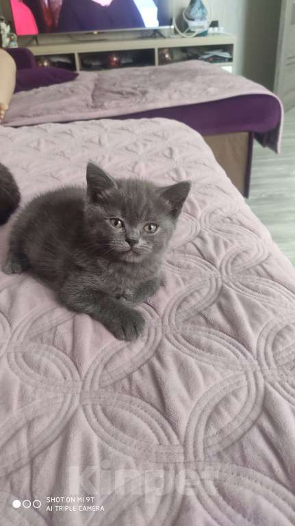 Кошки в Белореченске: В добрые руки  Девочка, Бесплатно - фото 3