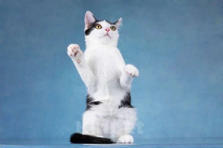 Кошки в Москве: Милый котенок Пончик в добрые руки Мальчик, Бесплатно - фото 3