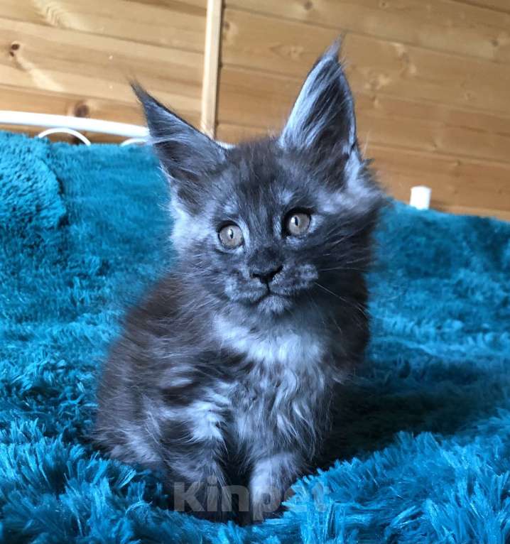 Кошки в Санкт-Петербурге: Котёнок мейн кун Мальчик, 60 000 руб. - фото 5