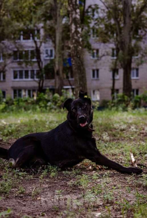 Собаки в Красногорске: Ищем дом красавице Сабрине! Девочка, Бесплатно - фото 3