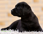 Собаки в других городах Московской области: Черные и коричневые щенки Лабрадора Девочка, 80 000 руб. - фото 6