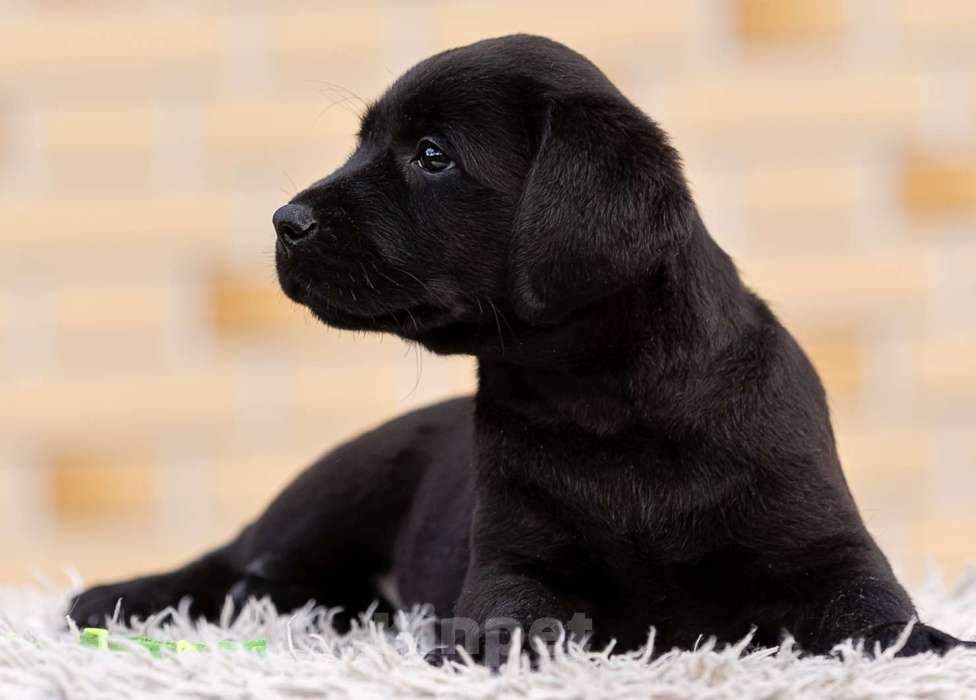 Собаки в других городах Московской области: Черные и коричневые щенки Лабрадора Девочка, 80 000 руб. - фото 6