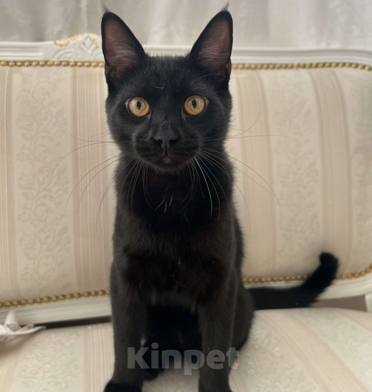 Кошки в Ростове-на-Дону: Срочно! Котёнок ищет дом! Мальчик, Бесплатно - фото 1