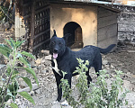 Собаки в Евпатории: Блек Мальчик, 1 руб. - фото 1
