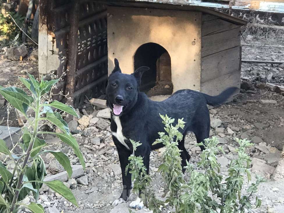 Собаки в Евпатории: Блек Мальчик, 1 руб. - фото 1
