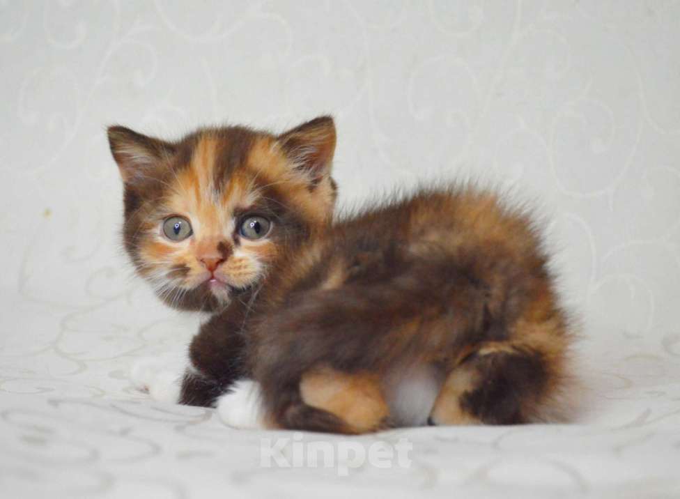 Кошки в Малоархангельске: Предлагается для продажи в разведение Девочка, 90 000 руб. - фото 5