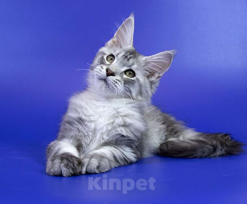 Кошки в Москве: Котенок Мейн Кун Мальчик, 1 000 руб. - фото 4
