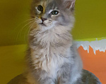 Кошки в Дмитре: Кошечка мейн-кун Девочка, 47 000 руб. - фото 2