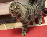 Кошки в Зеленограде: Кот на вязку, 2 000 руб. - фото 2