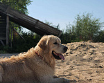 Собаки в Севастополе: Кобель голден ретривер вязка Мальчик, 20 000 руб. - фото 3