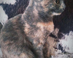 Кошки в Асбесте: Кошечка в добрые руки, Бесплатно - фото 5