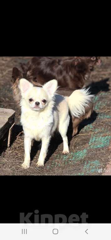 Собаки в Москве: Нежная девочка чихуахуа Девочка, 40 000 руб. - фото 4