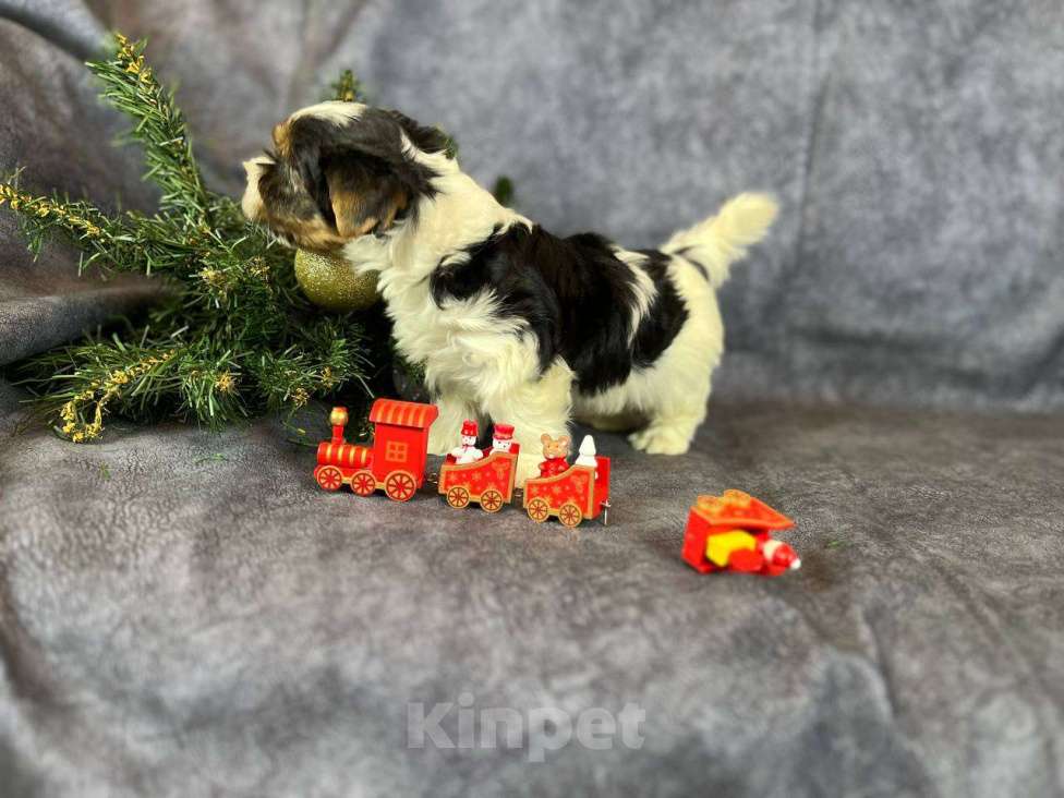 Собаки в Вологде: Щенок бивер терьера Нэо. Предлагается в качестве друга, компаньона, члена семьи.  Мальчик, 50 000 руб. - фото 3