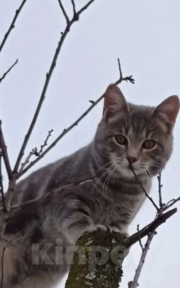 Кошки в Вязьме: ПОТЕРЯЛСЯ КОТИК Мальчик, Бесплатно - фото 1