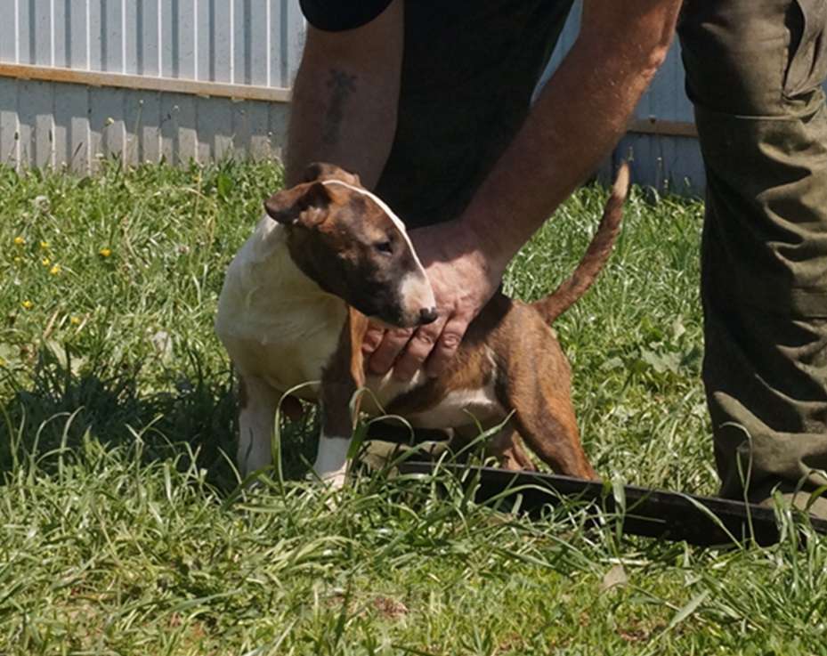 Собаки в Пушкино: крупная девочка стандартного бультерьера (Кися) Девочка, 70 000 руб. - фото 6