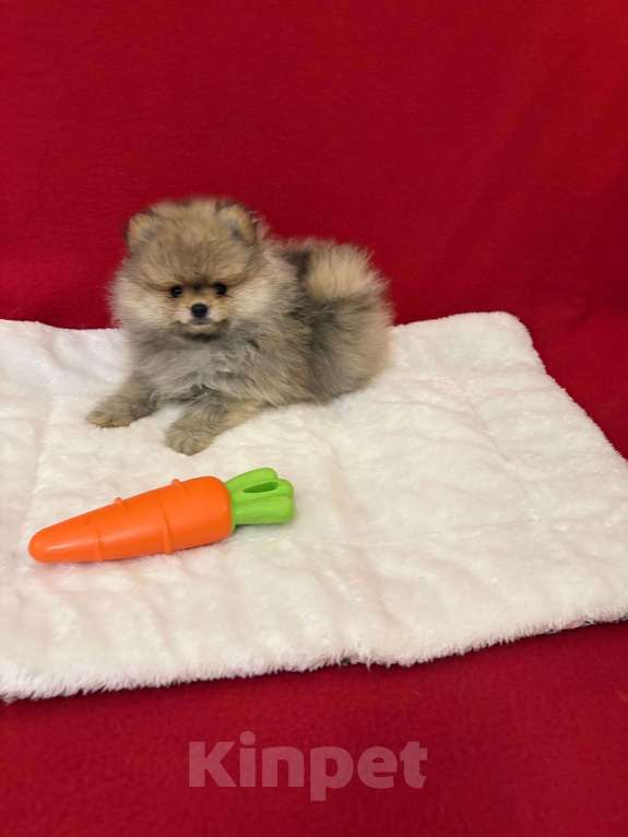 Собаки в Москве: Померанский шпиц-  Мальчики  Медвежата Мальчик, 35 000 руб. - фото 1