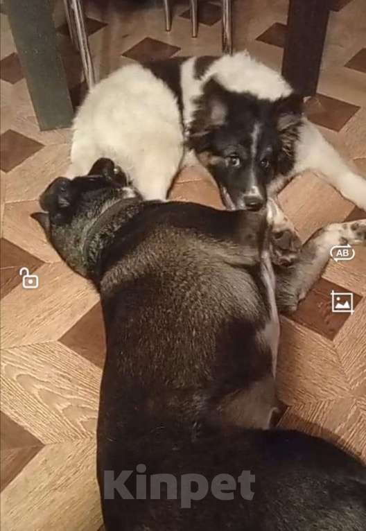 Собаки в Сергиеве Посаде: Юмина якутенок в добрые руки Девочка, Бесплатно - фото 3