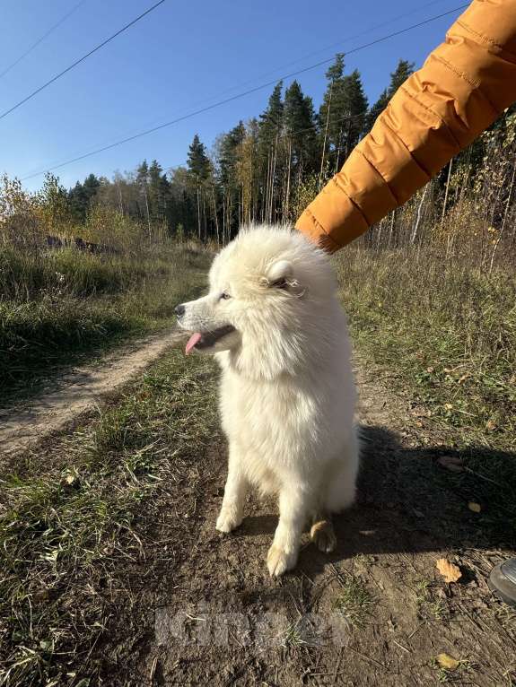 Собаки в Апрелевке: Девочка самоед  Девочка, Бесплатно - фото 2