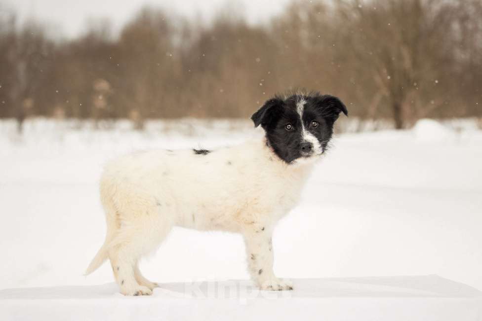 Собаки в других городах Московской области: Щенок в добрые руки Девочка, Бесплатно - фото 8
