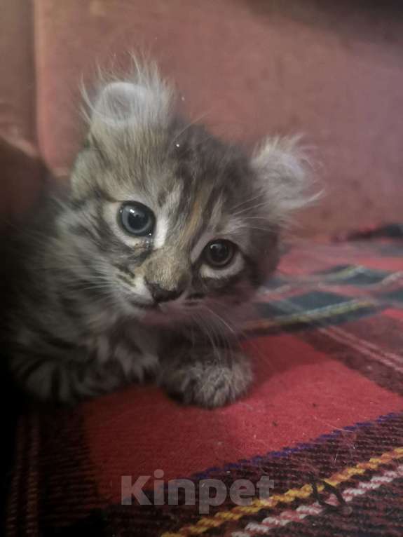 Кошки в Ливны: Котенок Американский керл, 15 000 руб. - фото 1