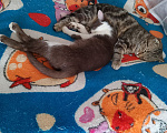 Кошки в других городах Курской области: Коты, кошки и котята В ДОБРЫЕ РУКИ ДАРОМ Разнополые, Бесплатно - фото 4