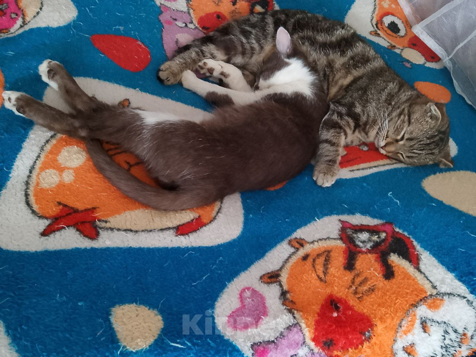 Кошки в других городах Курской области: Коты, кошки и котята В ДОБРЫЕ РУКИ ДАРОМ Разнополые, Бесплатно - фото 4