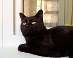 Кошки в Москве: Плюшевая черная кошечка Лилит в добрые руки Девочка, Бесплатно - фото 4