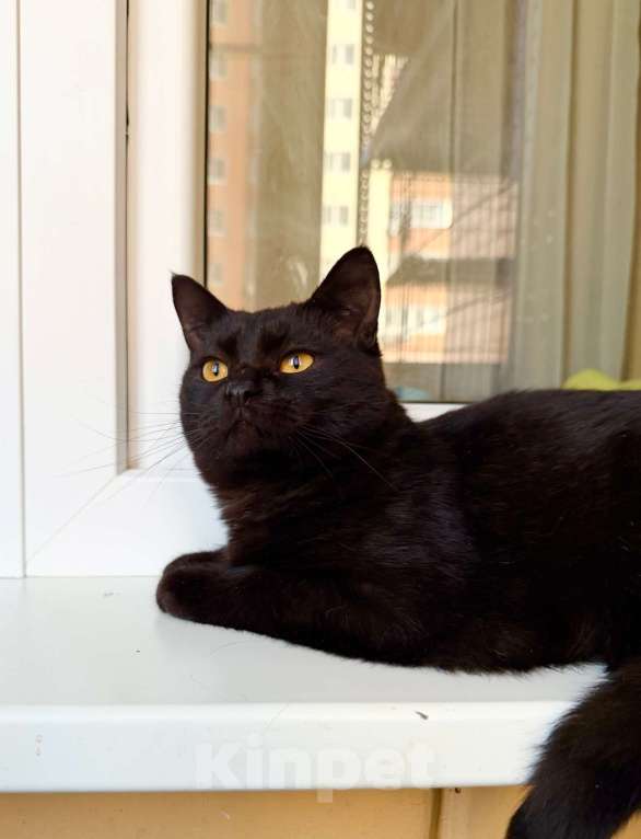 Кошки в Москве: Плюшевая черная кошечка Лилит в добрые руки Девочка, Бесплатно - фото 4