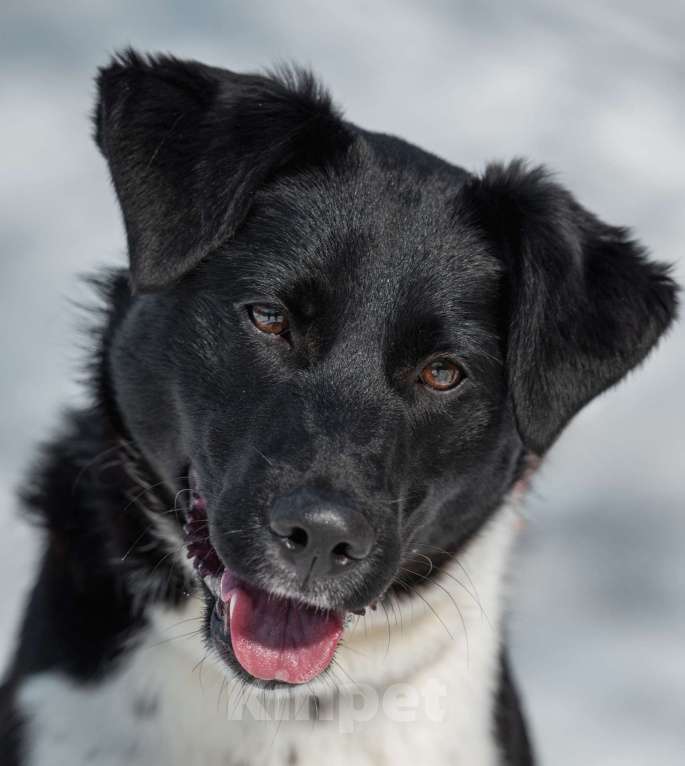 Собаки в Москве: Щенок подросток 10 месяцев Лана в добрые руки Девочка, Бесплатно - фото 6